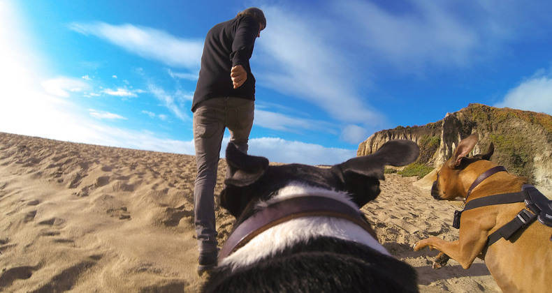 犬の視点で撮影 Gopro 初のペット向けアクセサリー Fetch 発売 4枚目の写真 画像 Rbb Today