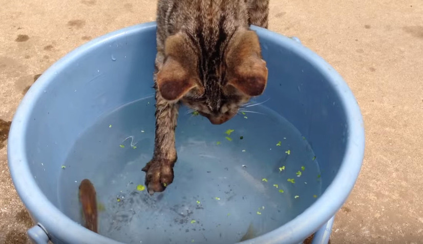 【動画】子猫がバケツの魚を捕獲するまで