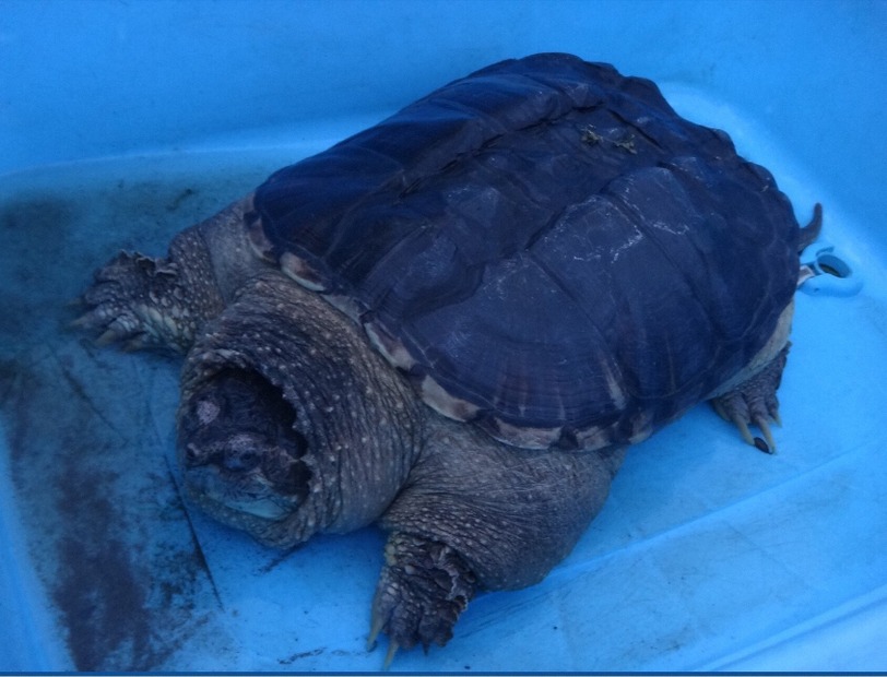 ココリコ・田中と鈴木奈々がカミツキガメの捕獲に挑戦！