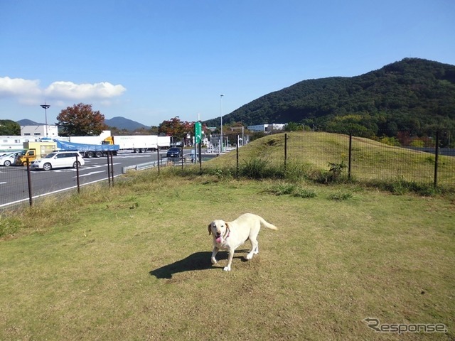 【青山尚暉のわんダフルカーライフ】夏の愛犬連れドライブの注意点！