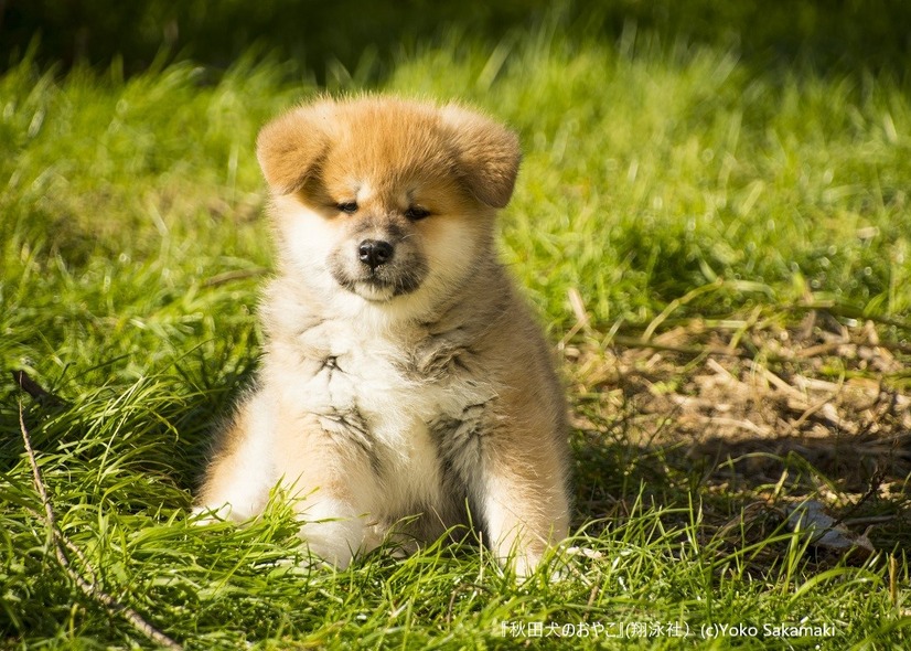 貴重な秋田犬の赤ちゃん写真も！「秋田犬のおやこ」写真展が開催