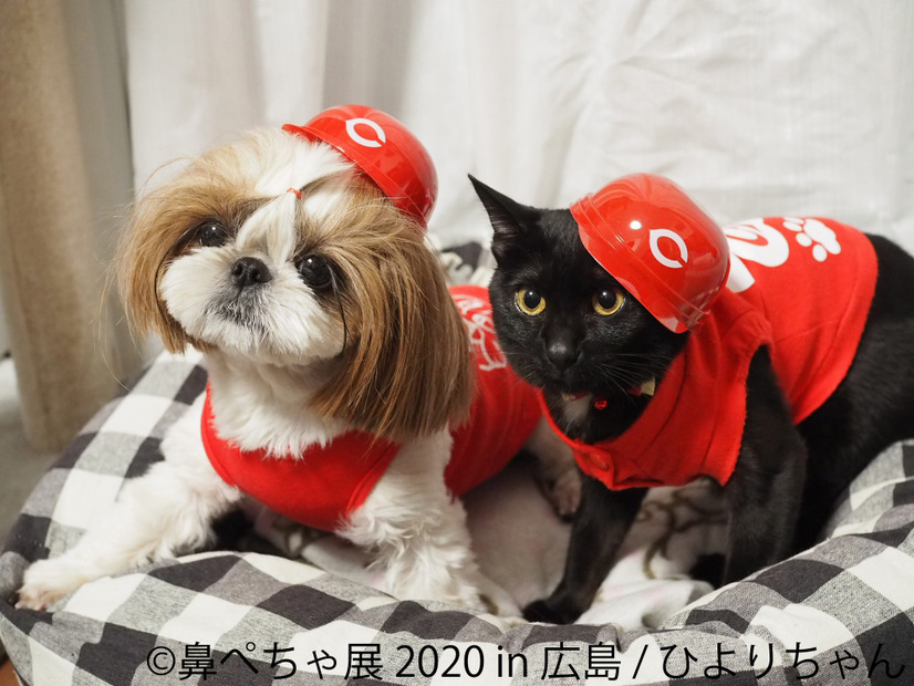 鼻ぺちゃ犬の作品が大集合 パグやシーズーの合同写真展 物販展が広島で開催 枚目の写真 画像 Rbb Today