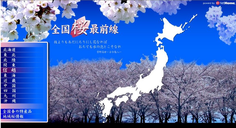 全国桜前線