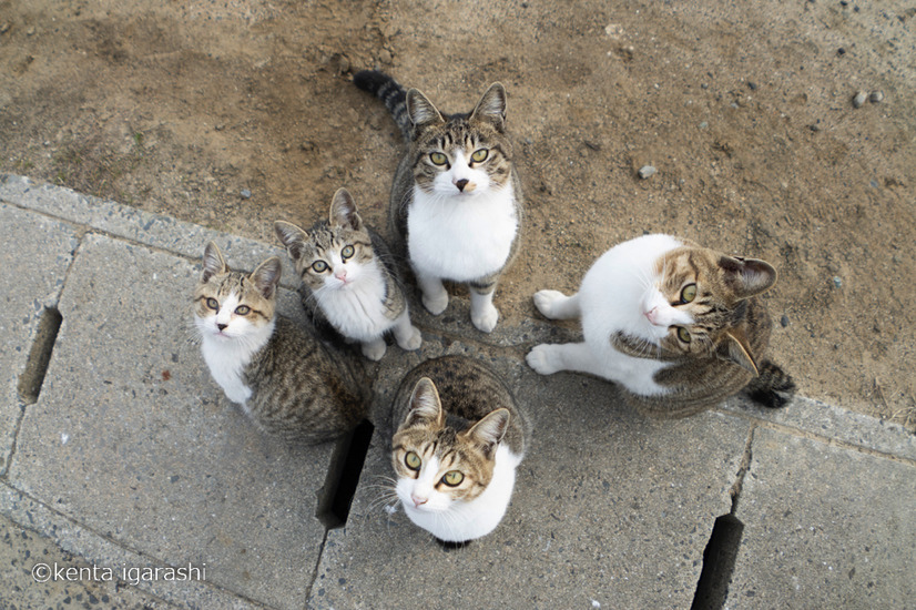 「どら猫」著者：五十嵐 健太定価：1,400円＋税発行：飛び猫合同会社