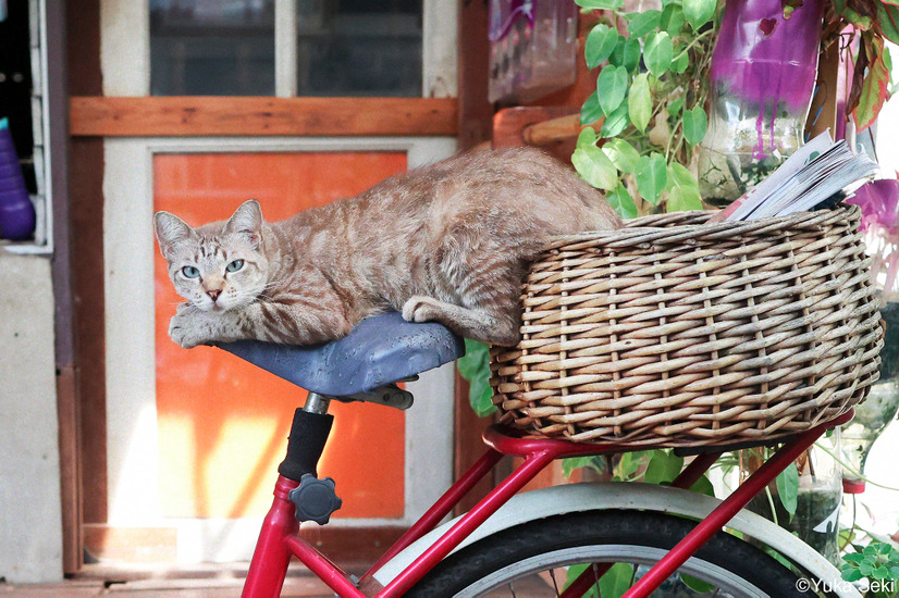 関由香『ねこと一緒に、今日もいい日。』