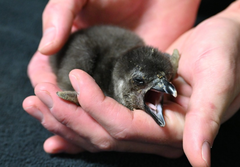 京都水族館でかわいいケープペンギンの赤ちゃんが誕生