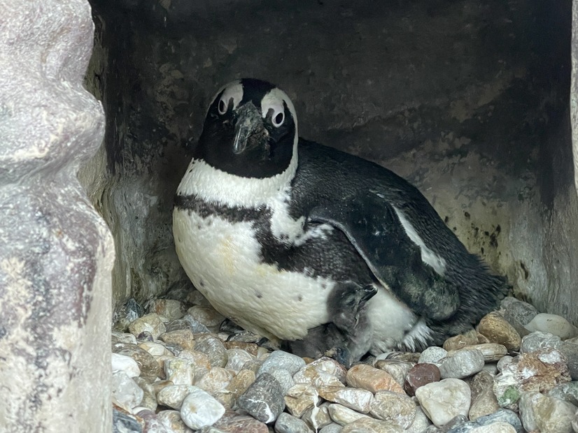 京都水族館でかわいいケープペンギンの赤ちゃんが誕生