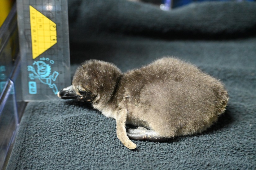 京都水族館でかわいいケープペンギンの赤ちゃんが誕生