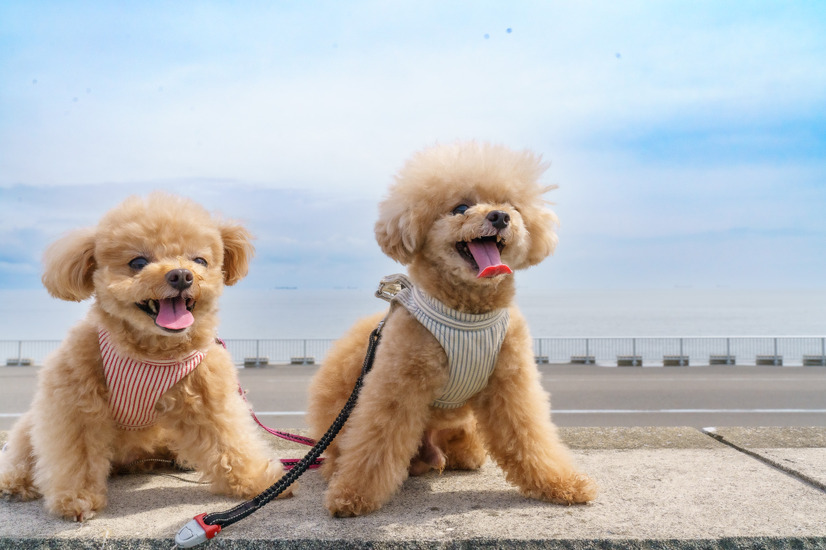 【宿泊レポート】 愛犬家に嬉しい「ドッグフレンドリー」なホテルに泊まってみた……三井ガーデンホテルプラナ東京ベイ