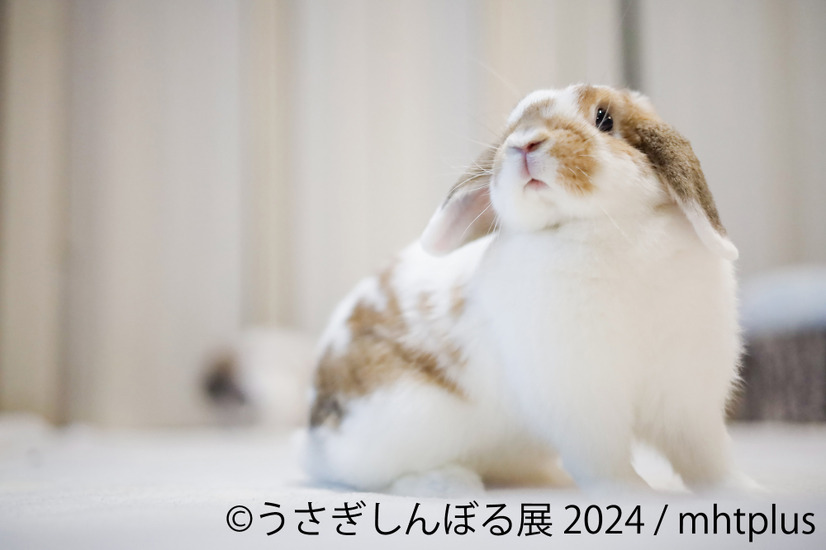 うさぎしんぼる展 2024