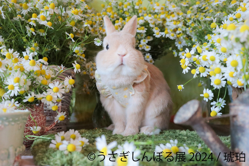 うさぎしんぼる展 2024