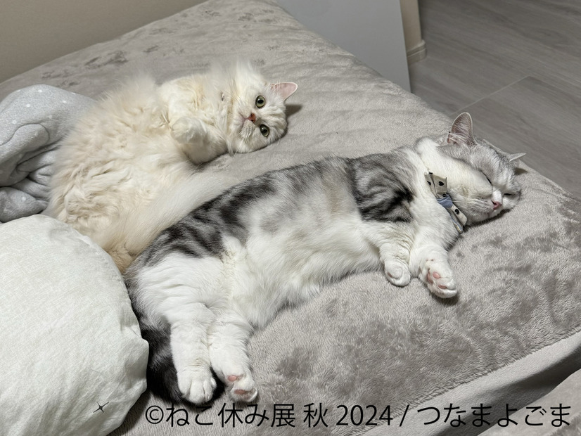 ねこ休み展 秋 2024