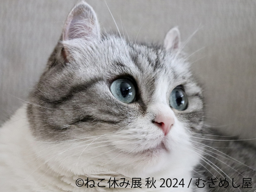 ねこ休み展 秋 2024