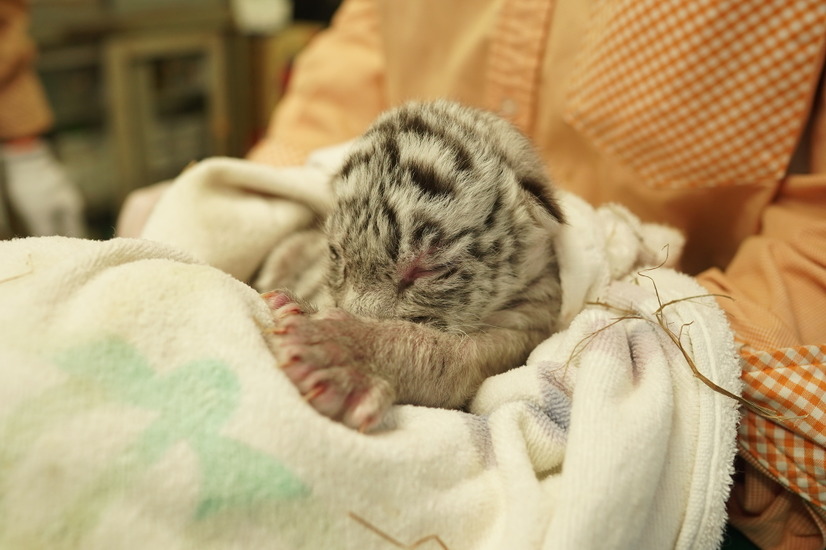 アニマルキングダムのホワイトタイガー、三つ子の赤ちゃんを出産