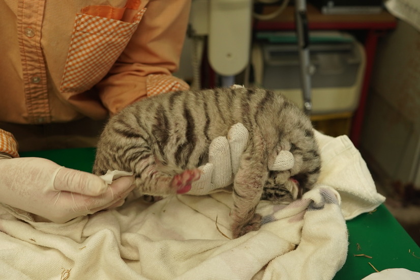 アニマルキングダムのホワイトタイガー、三つ子の赤ちゃんを出産