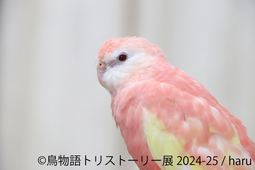 鳥物語トリストーリー展 2024-25