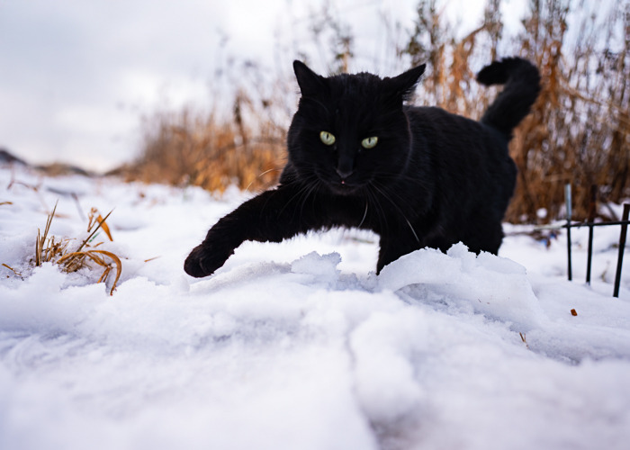 黒猫フェスティバル