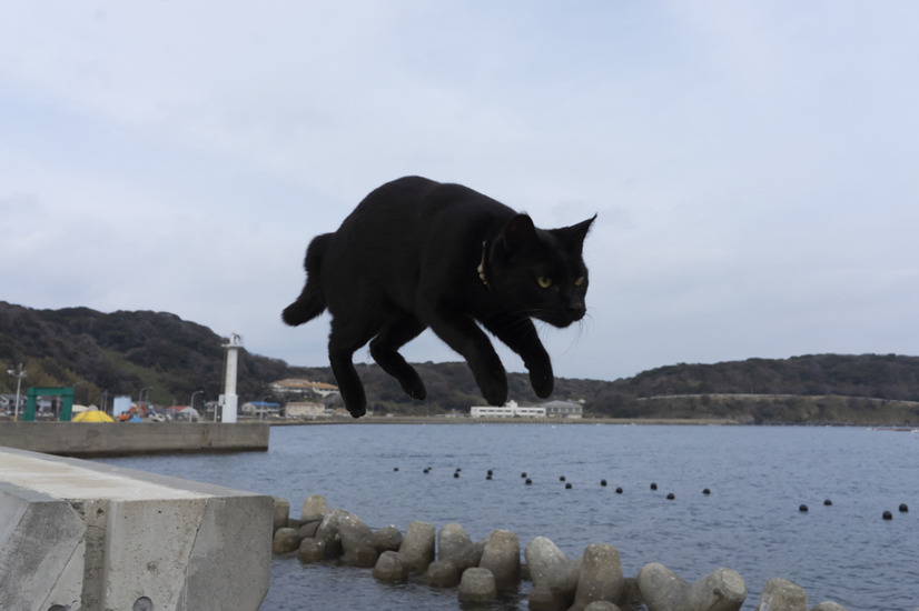 黒猫フェスティバル