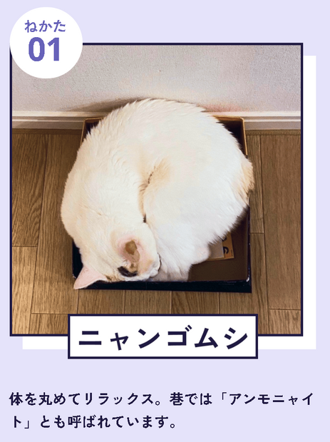 「『ねこのねかた』22選」