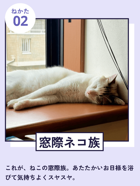 「『ねこのねかた』22選」