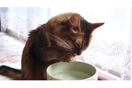 【動画】水の飲み方がまるでアライグマ？なネコ 画像