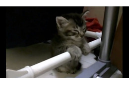 【動画】棒につかまって睡魔とたたかう子ネコ 画像