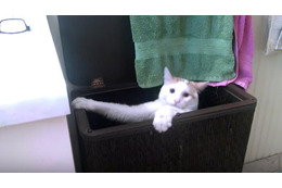 【動画】お風呂の洗面台に登りたい猫ちゃんが必死でよじ登ったら…… 画像