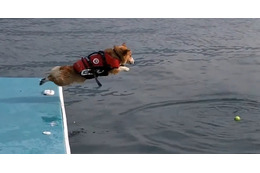 【動画】コーギーが海に必死のジャンプ!! 飛び込む姿が健気でカワイイと話題 画像