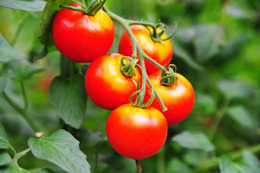 【ITで攻めの農業】投資300万円でも儲かるトマト自動栽培 画像