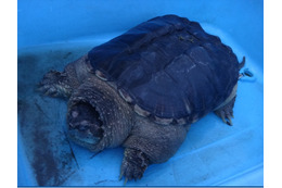 ココリコ・田中と鈴木奈々がカミツキガメの捕獲に挑戦！ 画像