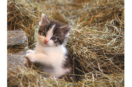 動物写真家・岩合光昭の