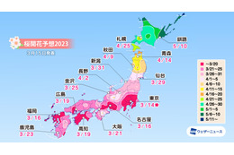 京都・嵐山の桜満開は31日！各地の満開予想は？ 画像