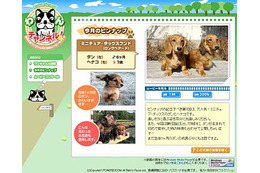 パワードコム、かわいい犬の映像満載の「Powerbroadわんチャンネル！」 画像