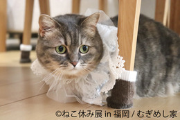 癒しの年末年始を！「ねこ休み展」2年ぶりに福岡で開催 画像