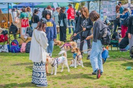 たくさんの保護犬と出会えるイベント「ワンボナ2025」が8日に臨港パークにて開催！