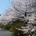 国立劇場前の桜