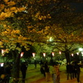 隅田公園の夜桜