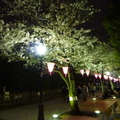 隅田公園の夜桜