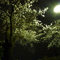 隅田公園の夜桜