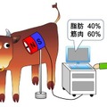 生きたまま牛の霜降りを計測する「核磁気共鳴スキャナー」の利用イメージ