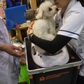 Interpetsの体験検査にて（イメージ）