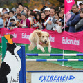 「EXTREME!CHAMPIONSHIP 2019」開催！各部門のチャンピオン・ドッグ決定