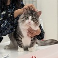 『JAPAN CAT SHOW 2023』200頭以上の猫集結！国内最大規模のキャットショーレポート！ 画像