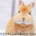 うさぎしんぼる展 2024