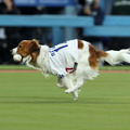 デコピン（Photo by Rob Leiter/MLB Photos via Getty Images）