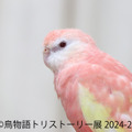 鳥物語トリストーリー展 2024-25