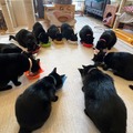 黒猫フェスティバル