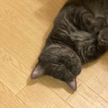 「『ねこのねかた』22選」