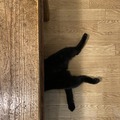 「『ねこのねかた』22選」