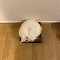 「『ねこのねかた』22選」